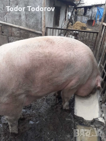 Домашни прасета, снимка 3 - Прасета - 52720171