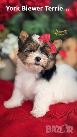 Йоркширски Териер! Сладки бебета с родословие за деца и възрастни!