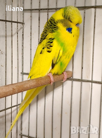 продавам различни видове папагали