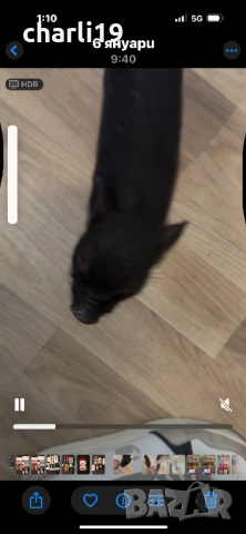 Мини виетнамско прасенце, снимка 3 - Други животни - 53264436