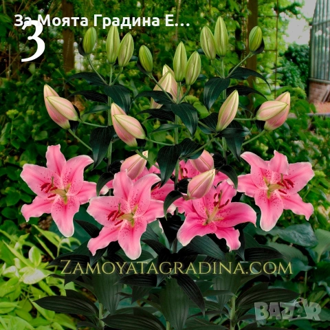 Лилиум 5 цвята, снимка 3 - Градински цветя и растения - 53633053