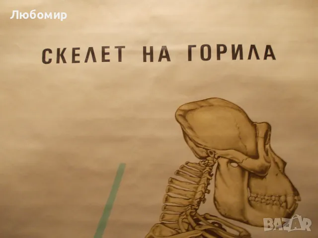 Старинно учебно табло Анатомия, снимка 8 - Антикварни и старинни предмети - 48677304