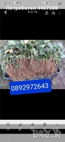 Разсад ягоди , снимка 9 - Разсади - 49528498