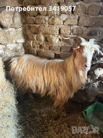 Конче на 11 месеца и бременна коза, снимка 7 - Коне - 53712025