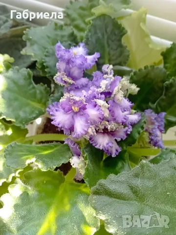 Сентполия- кичеста теменужка, снимка 13 - Градински цветя и растения - 45783649