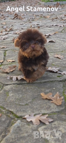 Йорки биро и шоко бивер супер мини размер момиченца!Доставка!, снимка 8 - Йоркширски териер - 52553248