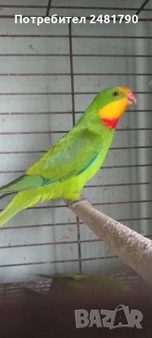 Птици на супер цени, снимка 6 - За птици - 52712752