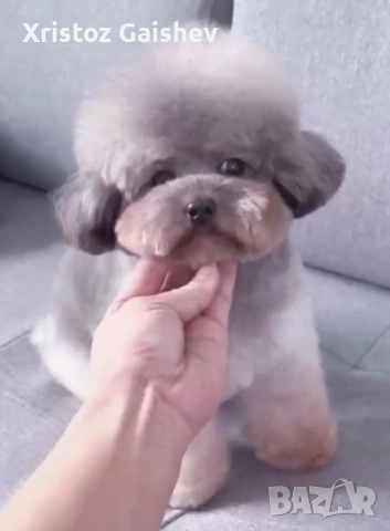 Teacup  Момиче от Китай 