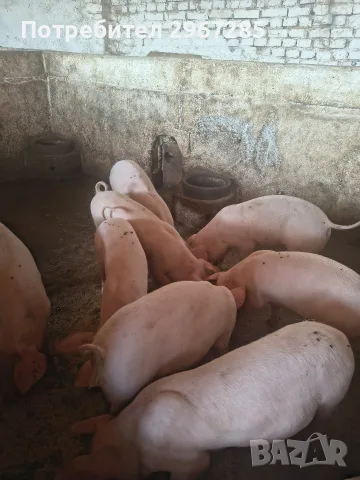 Продавам малки прасенца , снимка 3 - Прасета - 56329368