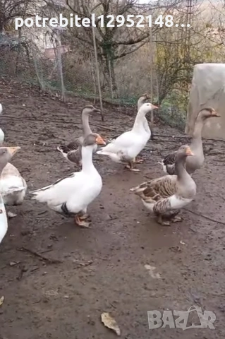 Яйца от СЕЛСКИ гъски-2 Евро броя, снимка 6 - други­ - 53654230