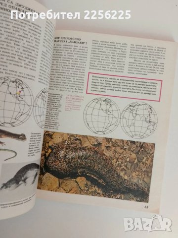 Какво знаем за земноводните и влечугите , снимка 4 - Специализирана литература - 51089420