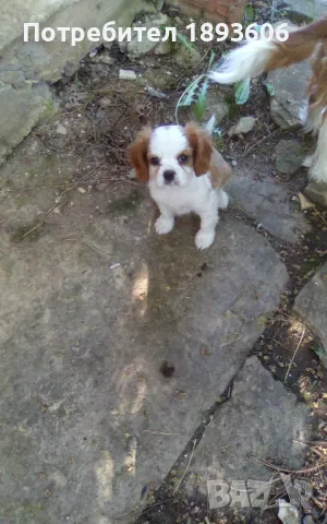 Кавалер Кинг Чарлз шпаньол, снимка 2 - Кавалер кинг чарлз шпаньол - 50016007