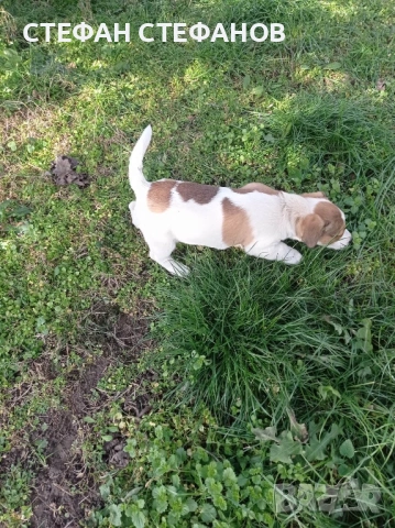Джак Ръсел , снимка 9 - Джак ръсел териер - 52917744