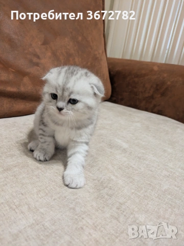 Шотландски клепоухи женски котенца родени на 24 декември , снимка 3 - Британска късокосместа - 53357023