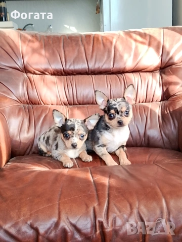 Продават се, снимка 2 - Пинчер - 53141756