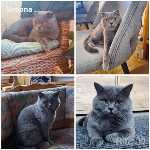 Британска късокосместа котка - мъжка, снимка 8 - Британска късокосместа - 53032874