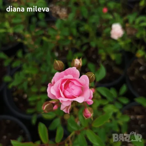 Мини Роза розова, снимка 1