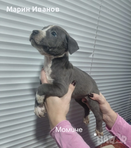 Сини питбулчета 