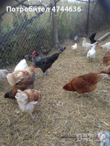 Кокошки, снимка 2 - други­ - 53574794