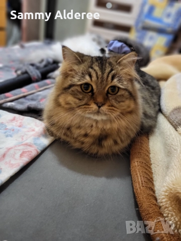 Британски късокосмести Британски късокосмести, снимка 5 - Британска късокосместа - 52921717