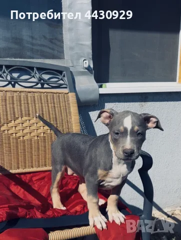 American Bully XL