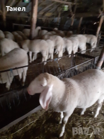 Овцеферма продава агнета, овце и кочове, снимка 2 - Овце - 52741561