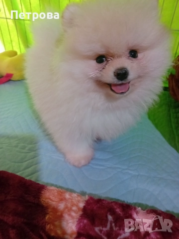 Мини померанчета момченца, снимка 2 - Померан - 52473539