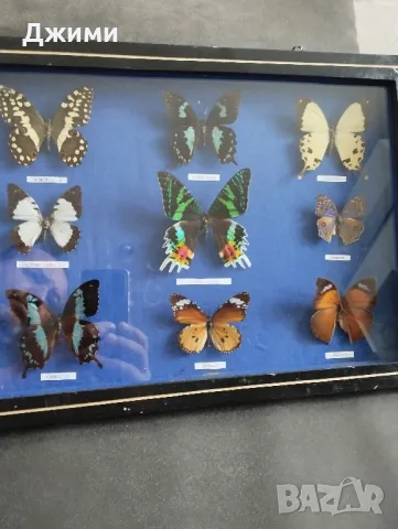 препарирани пеперуди, снимка 2 - Антикварни и старинни предмети - 50045495
