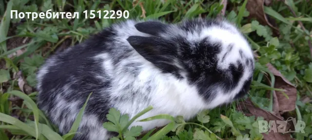 Малки декоративни зайчета, снимка 4 - Декоративни зайчета - 49376091