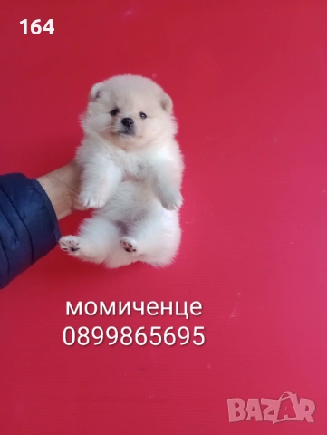 Померан. Реални снимки от 12.02.26 г.Померани., снимка 5 - Померан - 53035164