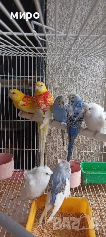 Пойни папагали и хеликоптери!, снимка 6 - Папагали - 49715572