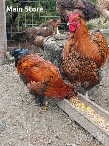 Петел порода Павловски - на 10 месеца, снимка 3 - Кокошки и пуйки - 53664421