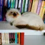 Коте порода Регдол, снимка 1