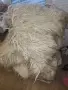Продавам Родопско Халище, снимка 4