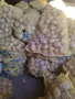 Смолянски картофи за семе клас А,разполагам с Агрия, Сорая и Санте , снимка 2