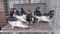 Ямболски Акмани , снимка 4
