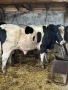 Продавам 5 Мъжки Телета, снимка 2