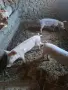 Prodav 2 praseta 45 50 kg., снимка 1