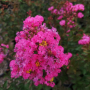  Индийски Люляк, Lagerstroemia indica  Magnifica Rosea, снимка 1 - Градински цветя и растения - 44694455
