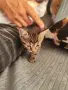 Подарявам 3 малки котета, снимка 9