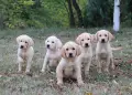 Лабрадор / Лабрадори, снимка 1