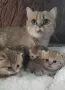 МАМА,ТАТИ И БЕБЕТА.ЗЛАТНИ ЧИНЧИЛИ, снимка 2