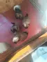 малки кученца пекинези, родени 19 юли , снимка 2