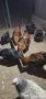 Продавам два Петела виандот и един брама - на шест месеца и половина ", снимка 3