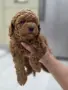 ​3 плюшени момчета! 🧸, снимка 4