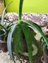 Алое лечебно растение, снимка 4