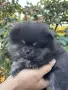 Померан момиченце, снимка 3