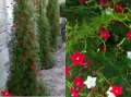 Квамоклит, снимка 1 - Градински цветя и растения - 41365316