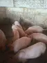 Продавам малки прасенца , снимка 3