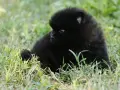 Померан Померанче черно, снимка 4